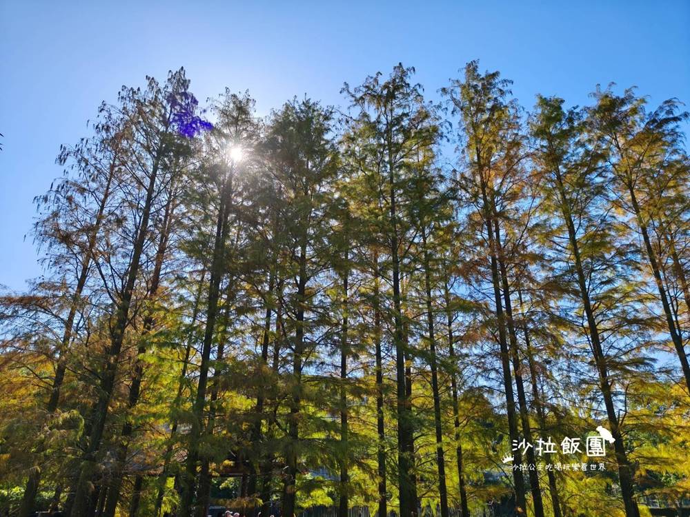 城市角落的秘境，一整排落羽松，美得低調又療癒