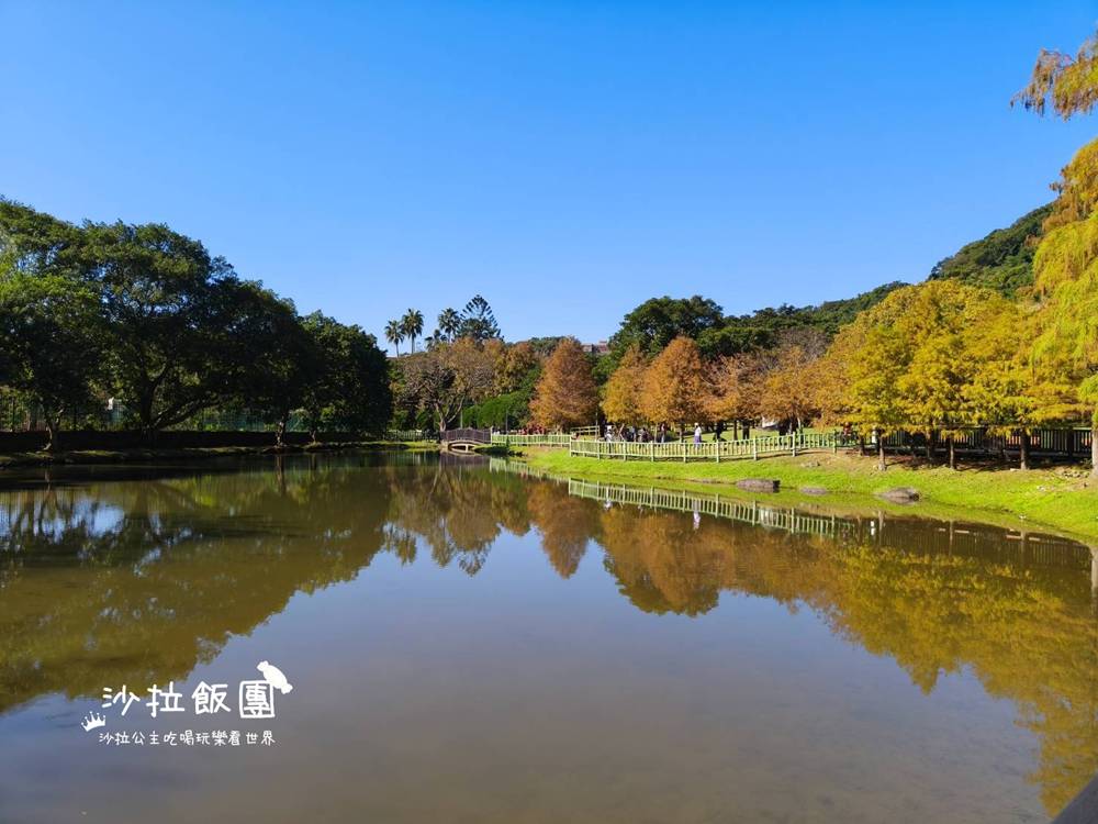 城市角落的秘境，一整排落羽松，美得低調又療癒