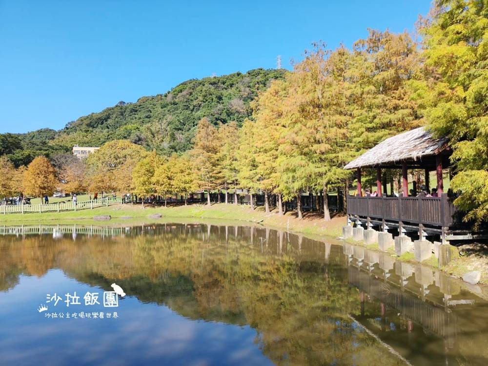 城市角落的秘境，一整排落羽松，美得低調又療癒