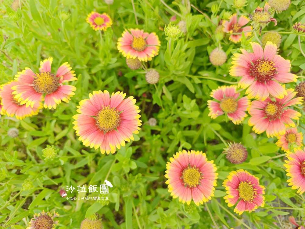 石門海景咖啡『鹿野咖啡』崩山口、親子遊戲區 40 石門海景咖啡『鹿野咖啡』崩山口、親子遊戲區