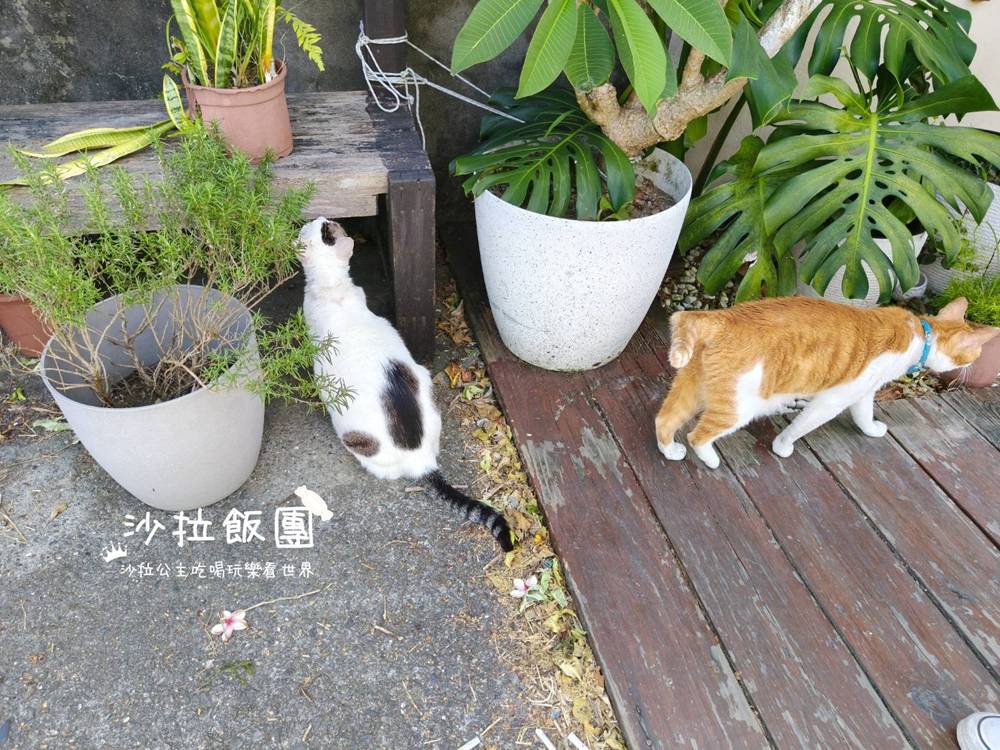 猴硐貓村『鳥ㄚ咖啡廳』老宅咖啡廳,有店貓 9 猴硐貓村『鳥ㄚ咖啡廳』老宅咖啡廳,有店貓