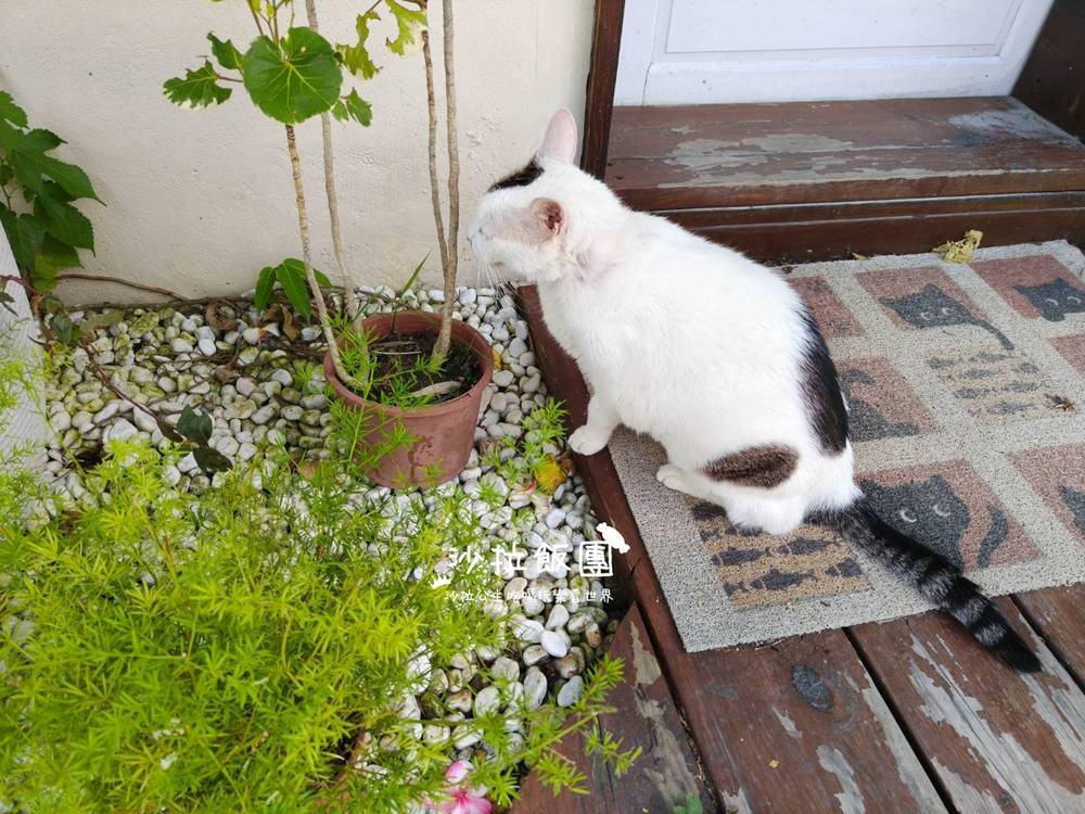 猴硐貓村『鳥ㄚ咖啡廳』老宅咖啡廳,有店貓 10 猴硐貓村『鳥ㄚ咖啡廳』老宅咖啡廳,有店貓
