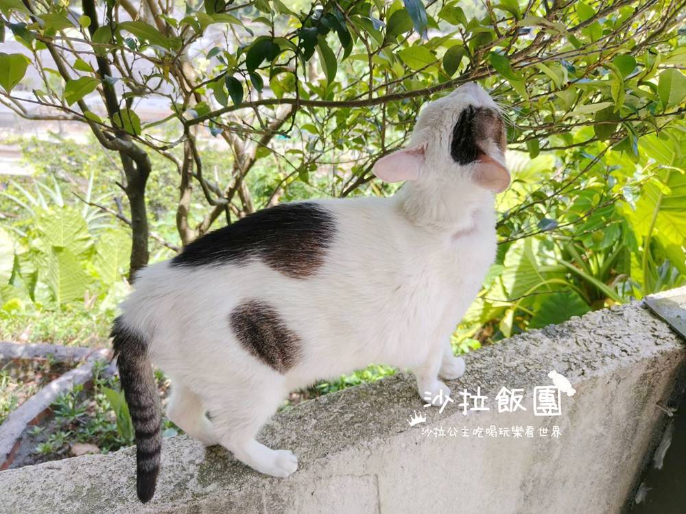 猴硐貓村『鳥ㄚ咖啡廳』老宅咖啡廳,有店貓 11 猴硐貓村『鳥ㄚ咖啡廳』老宅咖啡廳,有店貓