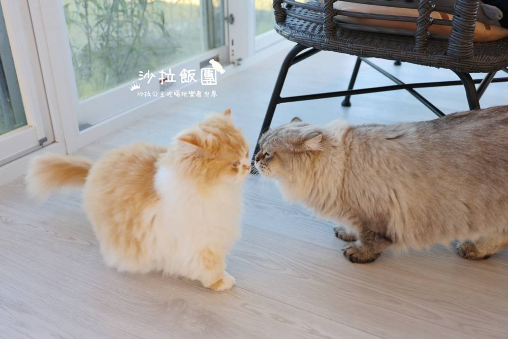 『擼LALA Sweets』宜蘭貓咪甜點咖啡 16 『擼LALA Sweets』宜蘭貓咪甜點咖啡