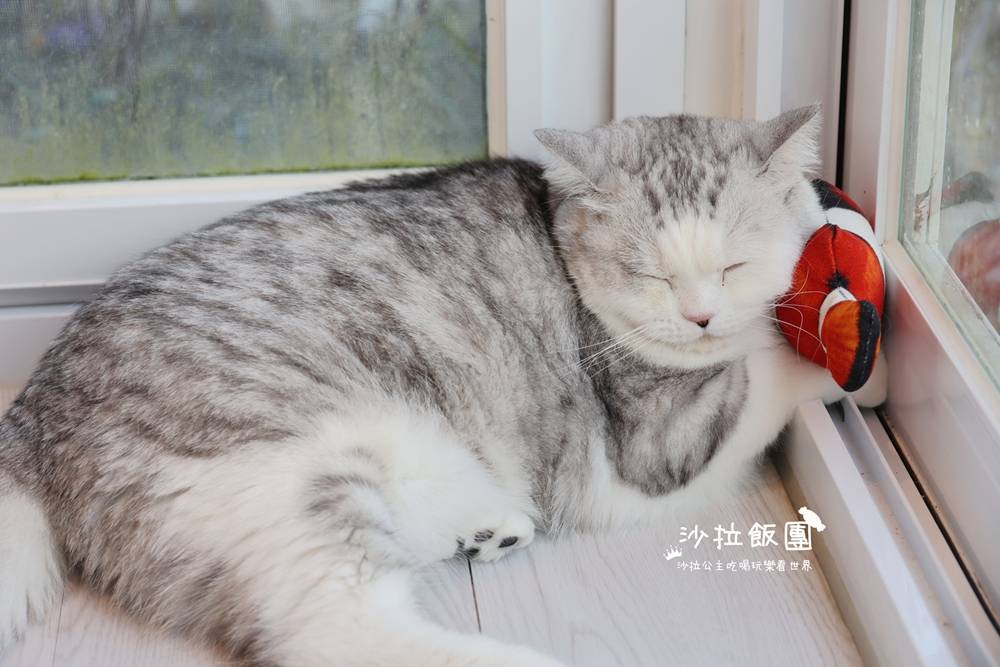 『擼LALA Sweets』宜蘭貓咪甜點咖啡 18 『擼LALA Sweets』宜蘭貓咪甜點咖啡