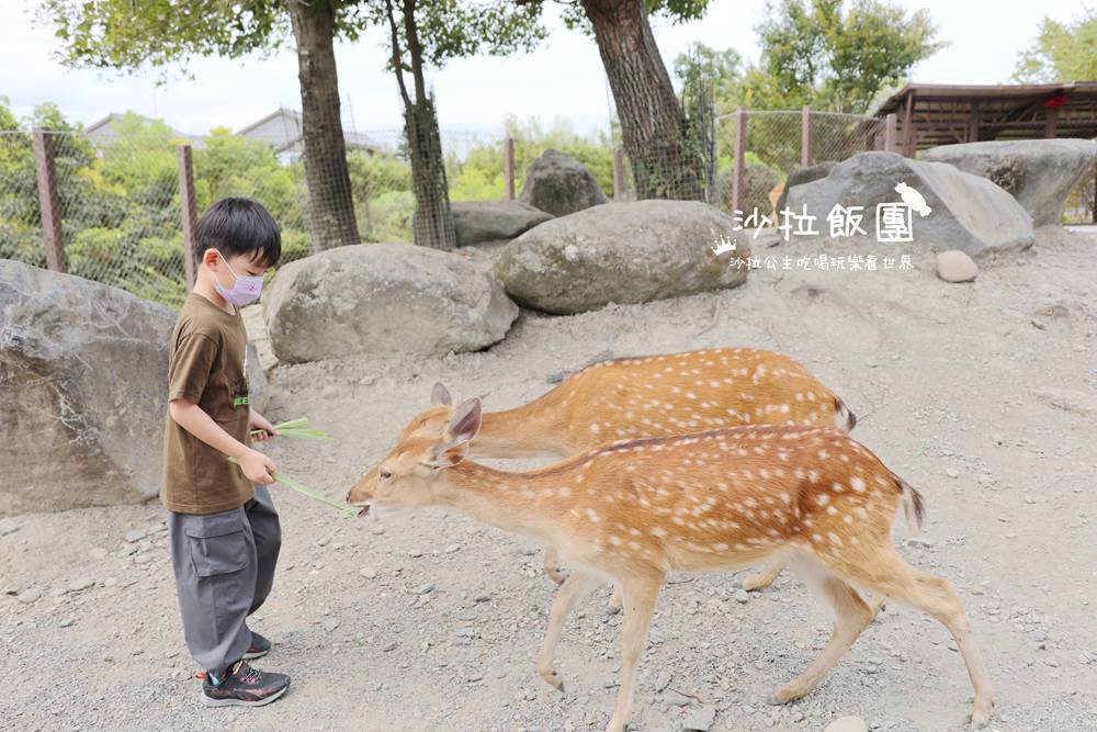 宜蘭綠舞最新滑索,日式庭園、餵動物、撸貓咖啡一站式旅行 9 宜蘭綠舞最新滑索,日式庭園、餵動物、撸貓咖啡一站式旅行