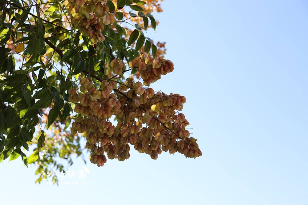 花蓮景點『吉安溪台灣欒樹美境』季節限定美景 4 花蓮景點『吉安溪台灣欒樹美境』季節限定美景