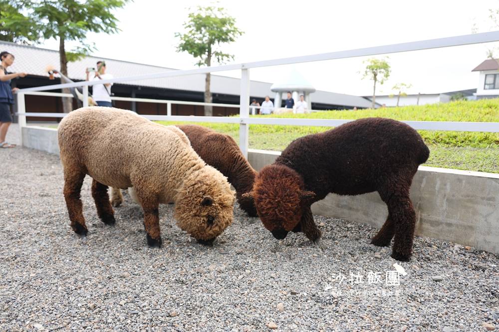 宜蘭三星『樹懶餐廳萌寵農場』美食、景點一站式玩樂 7 宜蘭三星『樹懶餐廳萌寵農場』美食、景點一站式玩樂