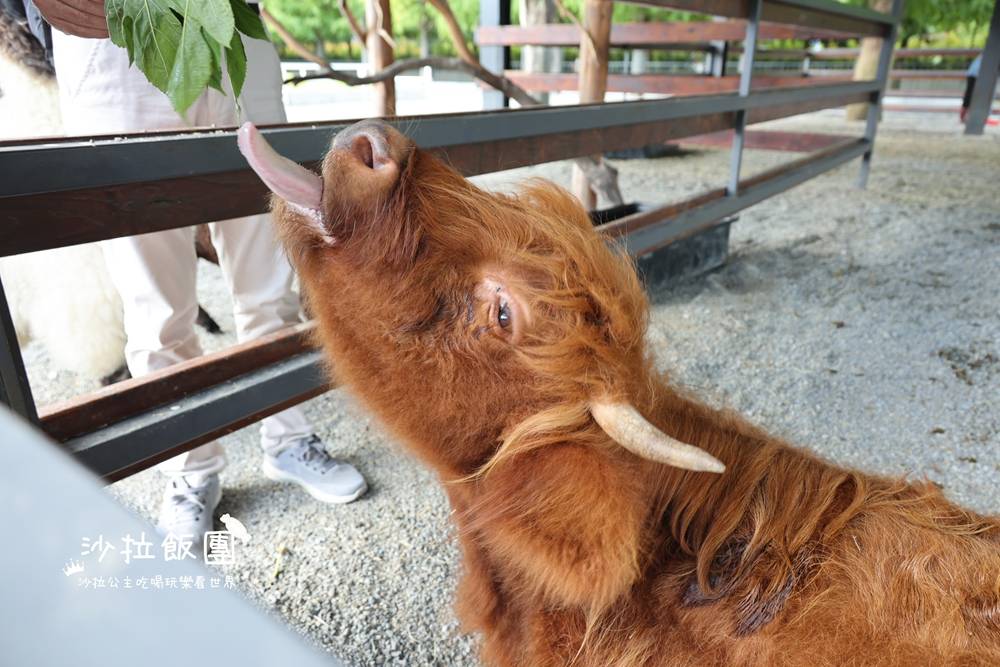 宜蘭三星『樹懶餐廳萌寵農場』美食、景點一站式玩樂 14 宜蘭三星『樹懶餐廳萌寵農場』美食、景點一站式玩樂