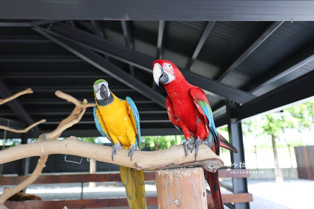 宜蘭三星『樹懶餐廳萌寵農場』美食、景點一站式玩樂 16 宜蘭三星『樹懶餐廳萌寵農場』美食、景點一站式玩樂