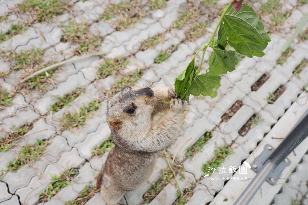 宜蘭三星『樹懶餐廳萌寵農場』美食、景點一站式玩樂 22 宜蘭三星『樹懶餐廳萌寵農場』美食、景點一站式玩樂
