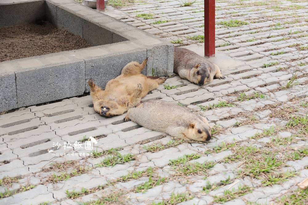 宜蘭三星『樹懶餐廳萌寵農場』美食、景點一站式玩樂 23 宜蘭三星『樹懶餐廳萌寵農場』美食、景點一站式玩樂