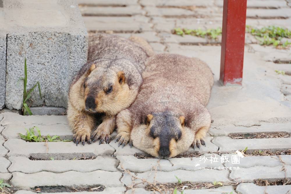 宜蘭三星『樹懶餐廳萌寵農場』美食、景點一站式玩樂 24 宜蘭三星『樹懶餐廳萌寵農場』美食、景點一站式玩樂