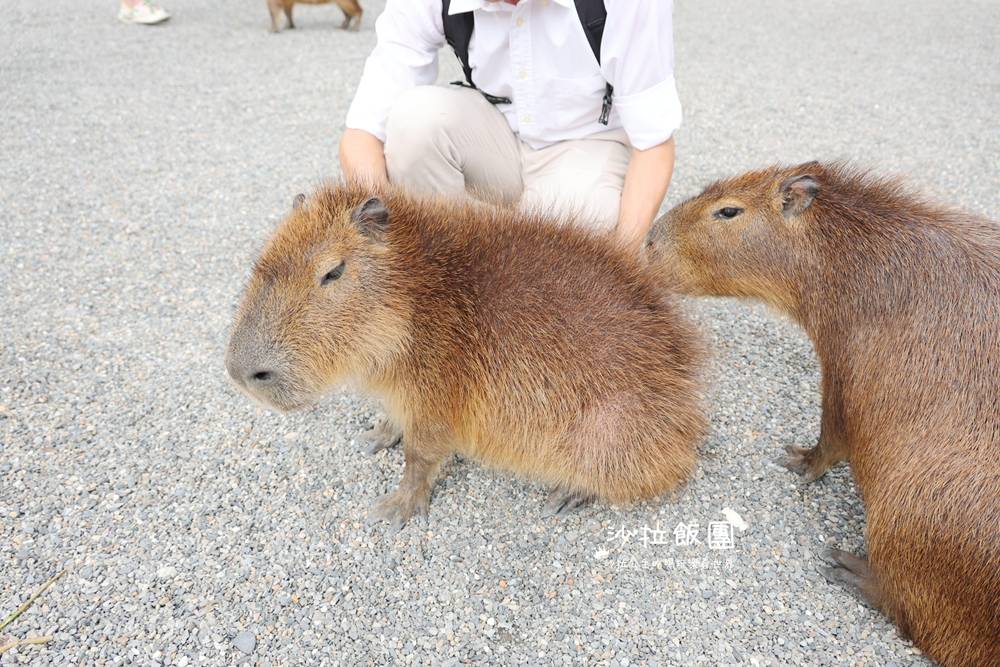 宜蘭三星『樹懶餐廳萌寵農場』美食、景點一站式玩樂 26 宜蘭三星『樹懶餐廳萌寵農場』美食、景點一站式玩樂