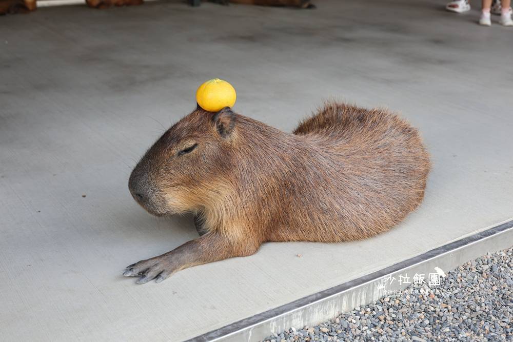 宜蘭三星『樹懶餐廳萌寵農場』美食、景點一站式玩樂 25 宜蘭三星『樹懶餐廳萌寵農場』美食、景點一站式玩樂