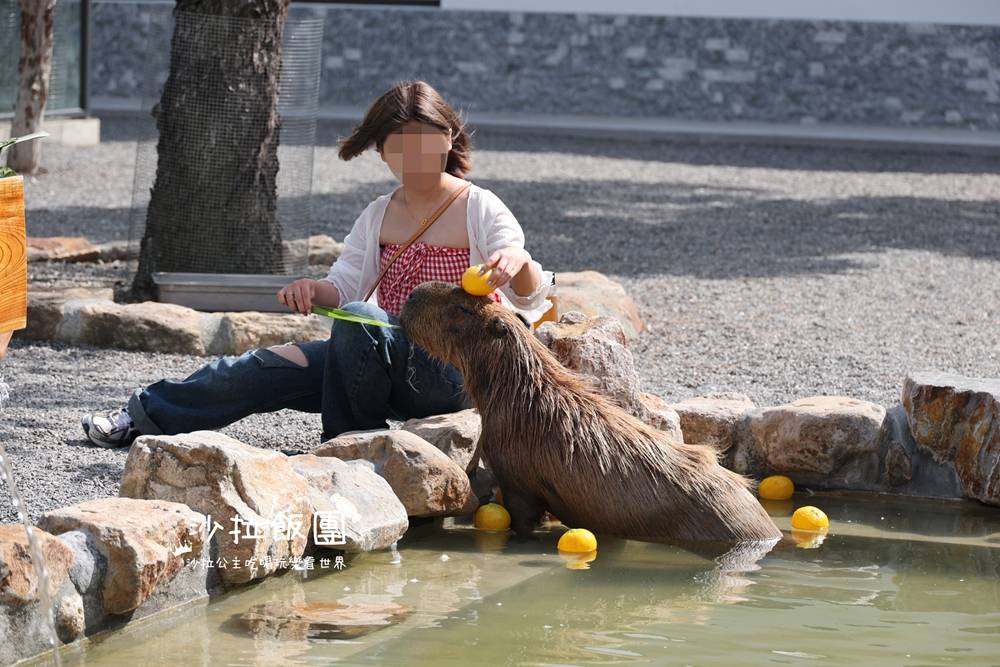 宜蘭三星『樹懶餐廳萌寵農場』美食、景點一站式玩樂 28 宜蘭三星『樹懶餐廳萌寵農場』美食、景點一站式玩樂
