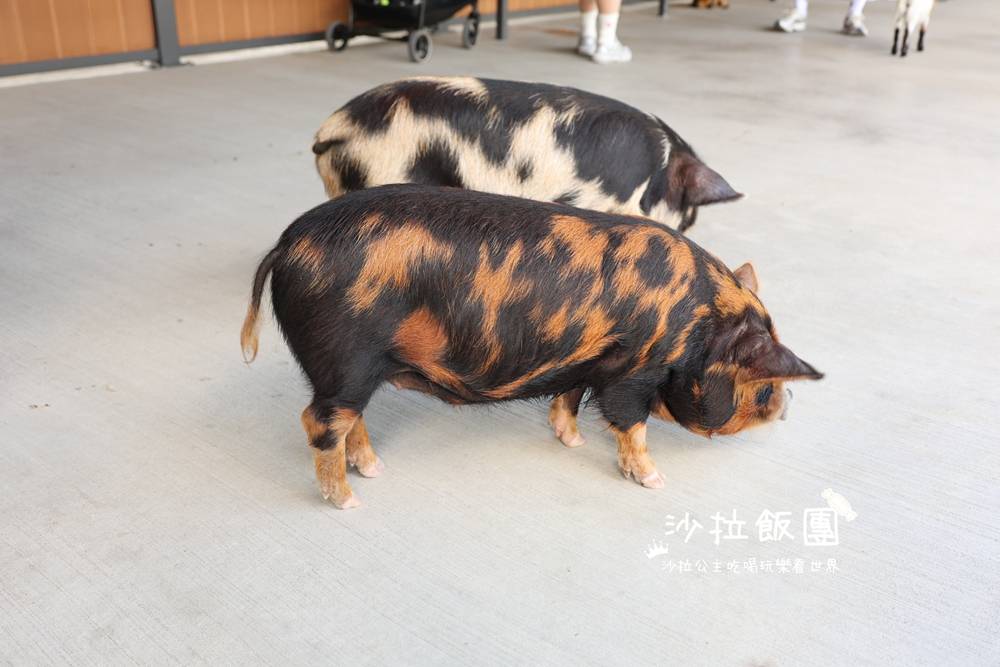 宜蘭三星『樹懶餐廳萌寵農場』美食、景點一站式玩樂 29 宜蘭三星『樹懶餐廳萌寵農場』美食、景點一站式玩樂