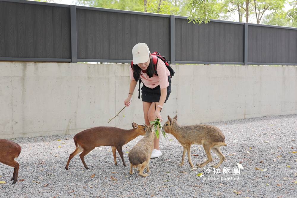宜蘭三星『樹懶餐廳萌寵農場』美食、景點一站式玩樂 32 宜蘭三星『樹懶餐廳萌寵農場』美食、景點一站式玩樂