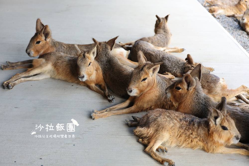 宜蘭三星『樹懶餐廳萌寵農場』美食、景點一站式玩樂 33 宜蘭三星『樹懶餐廳萌寵農場』美食、景點一站式玩樂