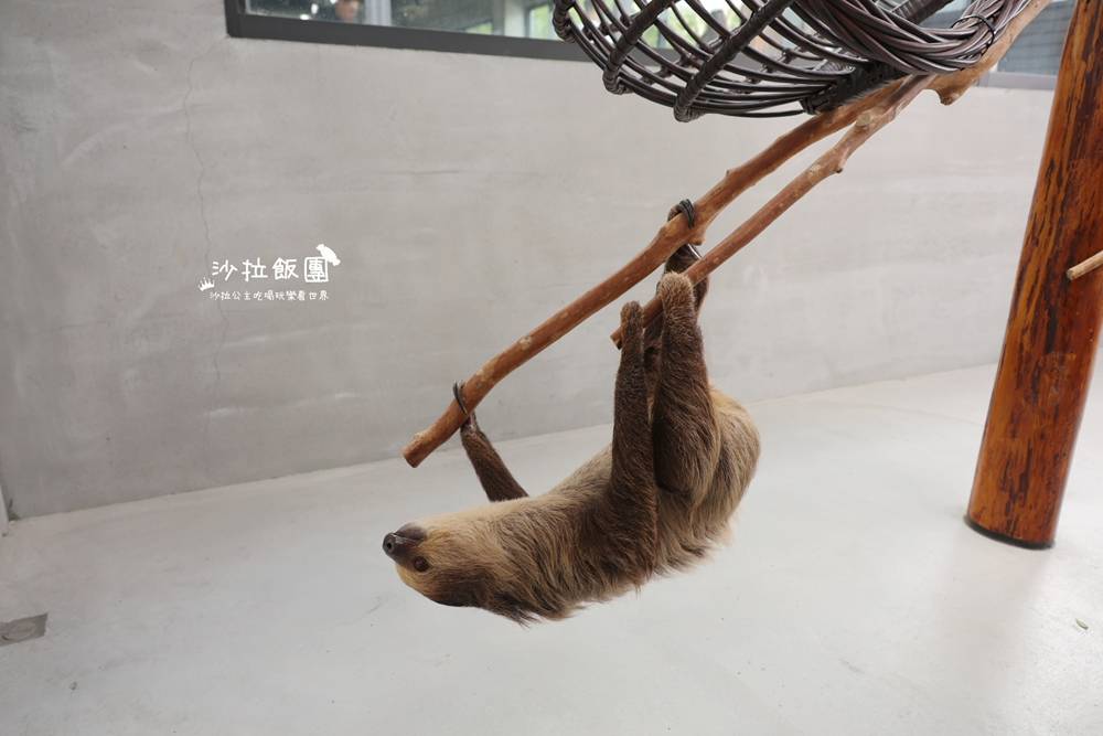 宜蘭三星『樹懶餐廳萌寵農場』美食、景點一站式玩樂 64 宜蘭三星『樹懶餐廳萌寵農場』美食、景點一站式玩樂