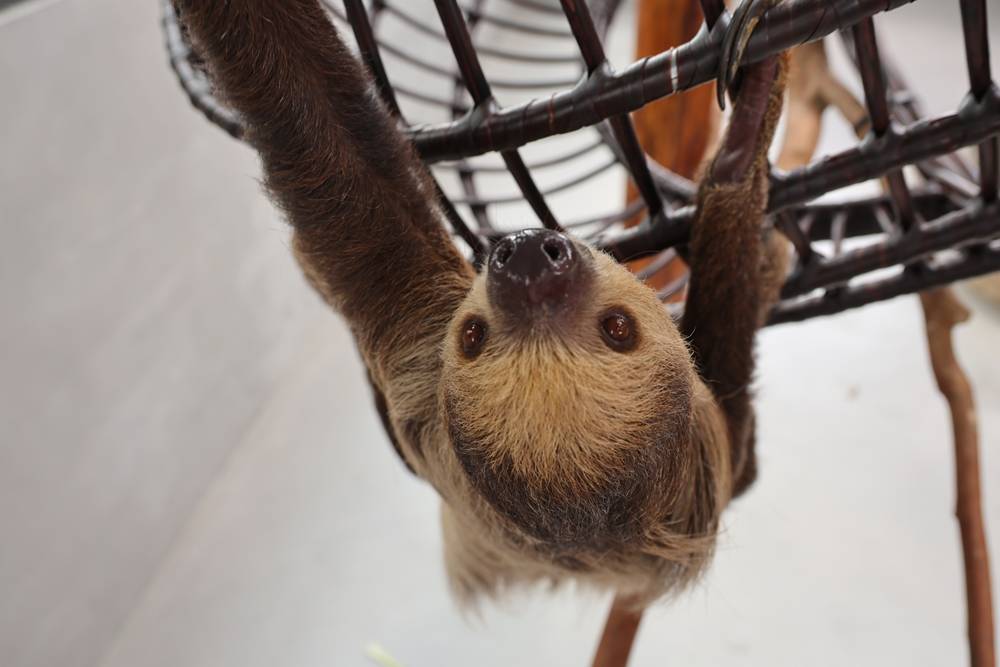 宜蘭三星『樹懶餐廳萌寵農場』美食、景點一站式玩樂 65 宜蘭三星『樹懶餐廳萌寵農場』美食、景點一站式玩樂
