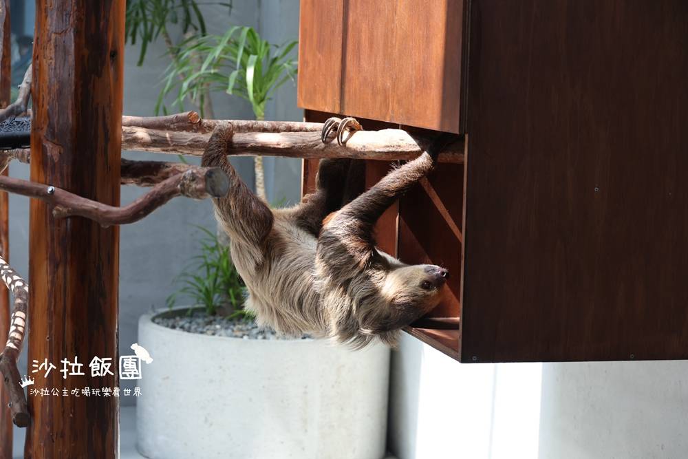 宜蘭三星『樹懶餐廳萌寵農場』美食、景點一站式玩樂 66 宜蘭三星『樹懶餐廳萌寵農場』美食、景點一站式玩樂