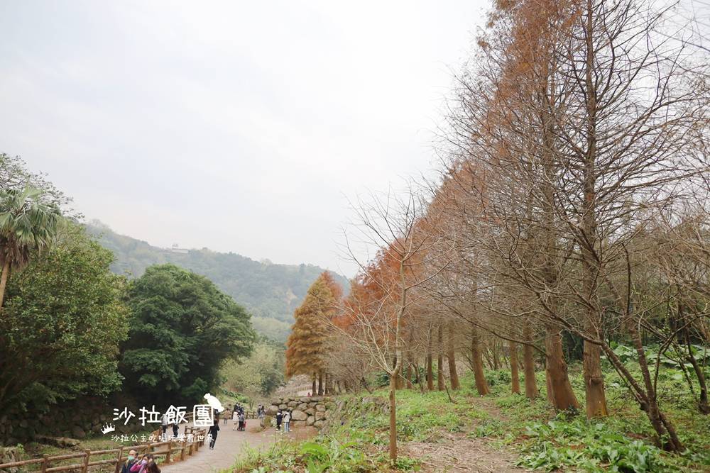 冬日限定！隱身永公路的落羽松秘境