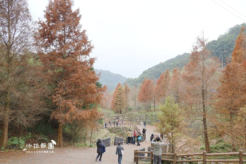 冬日限定！隱身永公路的落羽松秘境