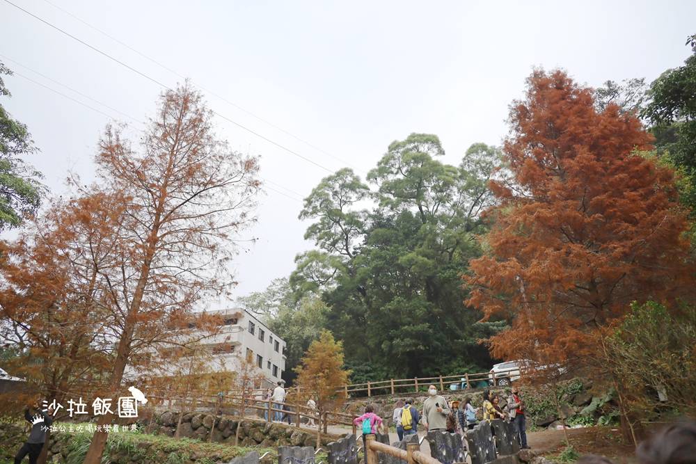 冬日限定！隱身永公路的落羽松秘境