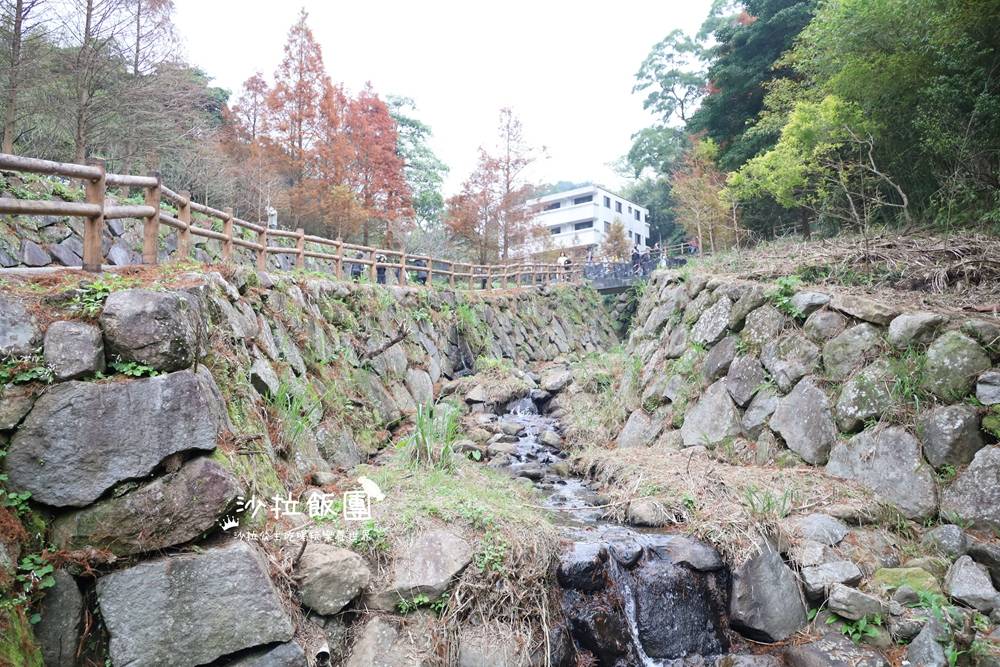 冬日限定！隱身永公路的落羽松秘境