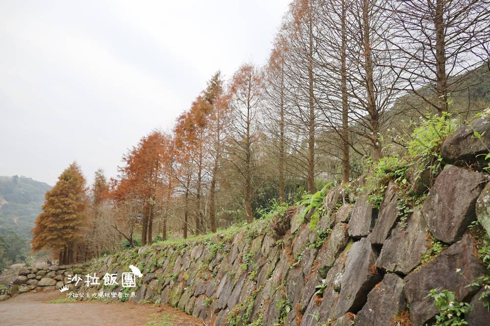 冬日限定！隱身永公路的落羽松秘境