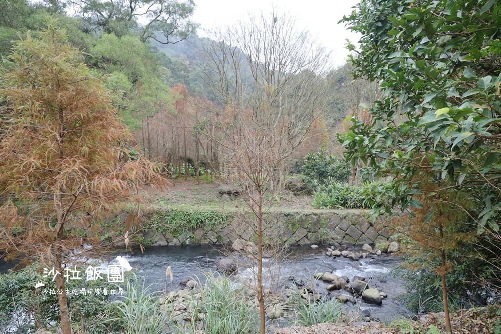 冬日限定！隱身永公路的落羽松秘境