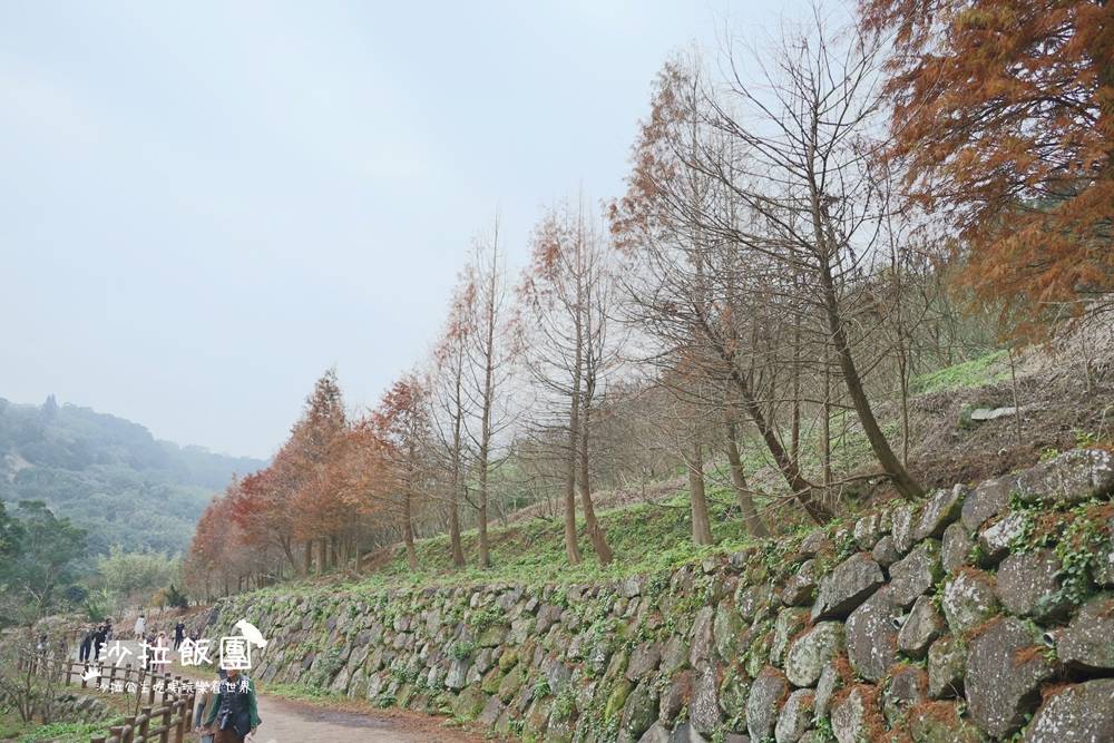 冬日限定！隱身永公路的落羽松秘境