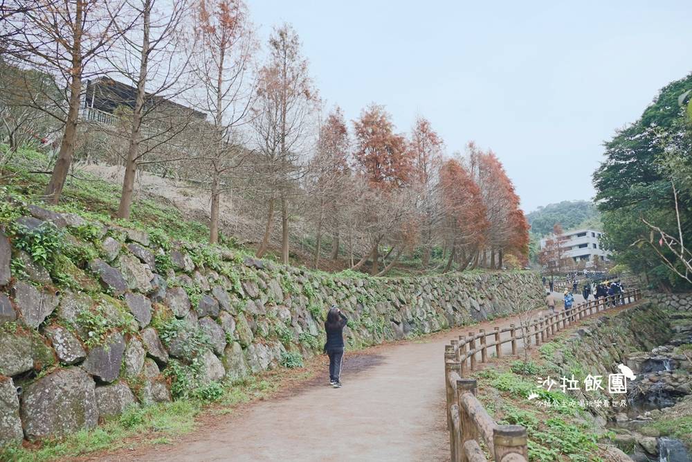 冬日限定！隱身永公路的落羽松秘境