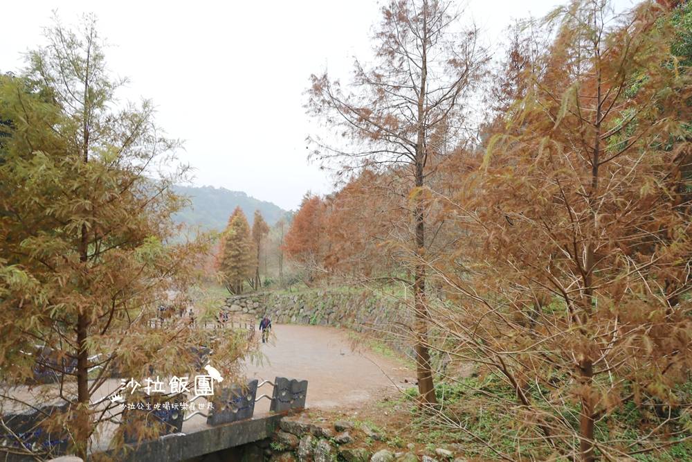 冬日限定！隱身永公路的落羽松秘境