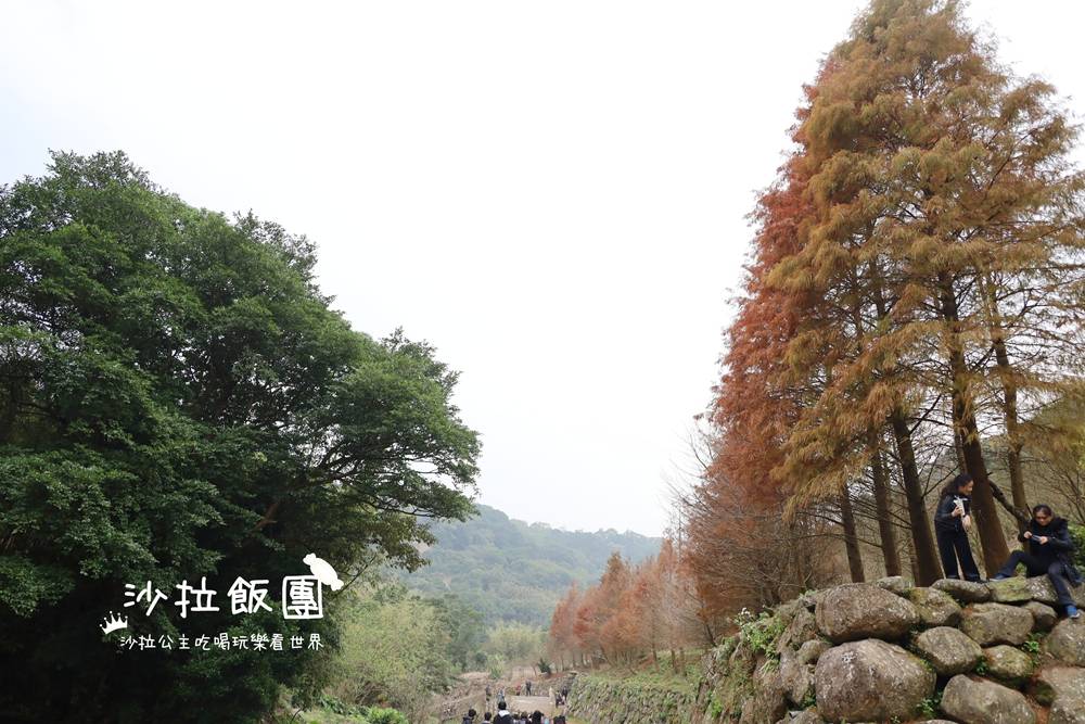 冬日限定！隱身永公路的落羽松秘境