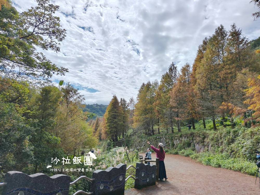 冬日限定！隱身永公路的落羽松秘境