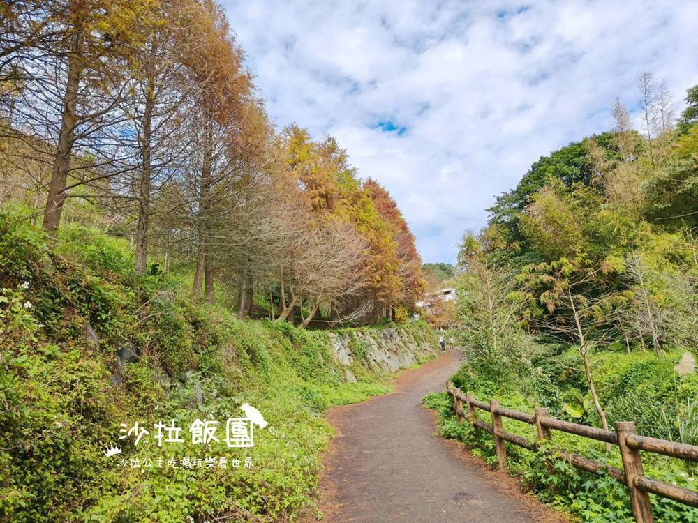 冬日限定！隱身永公路的落羽松秘境