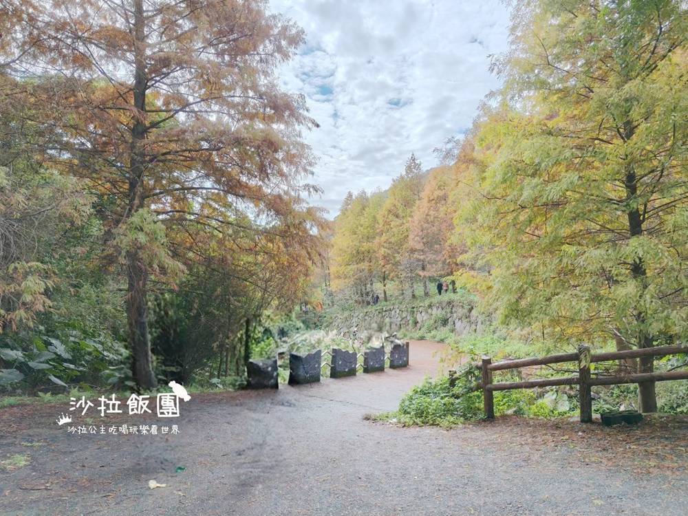 冬日限定！隱身永公路的落羽松秘境