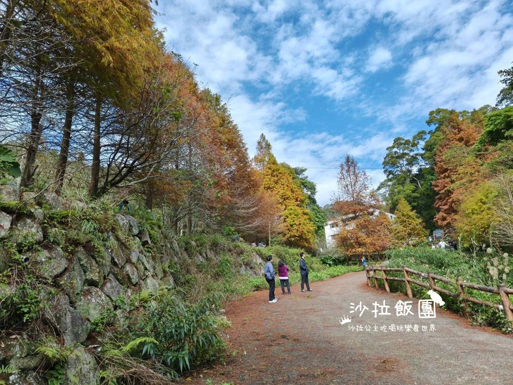 冬日限定！隱身永公路的落羽松秘境