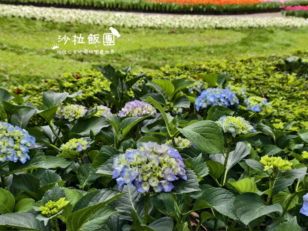 2026士林官邸鬱金香展,11萬花朵 10 2026士林官邸鬱金香展,11萬花朵