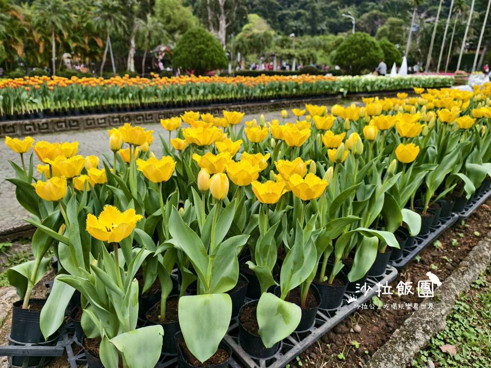 2026士林官邸鬱金香展,11萬花朵 12 2026士林官邸鬱金香展,11萬花朵
