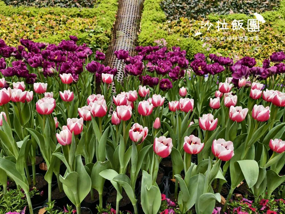 2026士林官邸鬱金香展,11萬花朵 18 2026士林官邸鬱金香展,11萬花朵