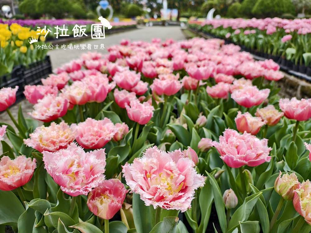 2026士林官邸鬱金香展,11萬花朵 19 2026士林官邸鬱金香展,11萬花朵