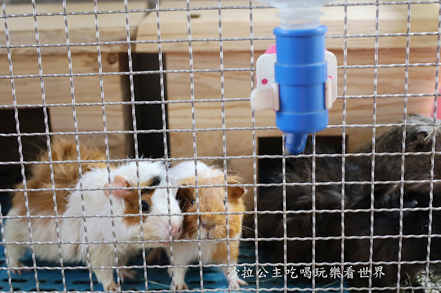 宜蘭礁溪景點『水鹿咖啡親子餐廳』迷你馬.水鹿.沙坑.小火車.賽車場.菜單 42 宜蘭礁溪景點『水鹿咖啡親子餐廳』迷你馬.水鹿.沙坑.小火車.賽車場.菜單