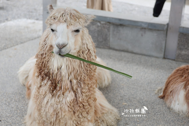 暑假照樣玩翻天、不加價！宜蘭最美親子飯店「綠舞」春夏旅展限時開搶，最低 37 折！早鳥訂房再加碼