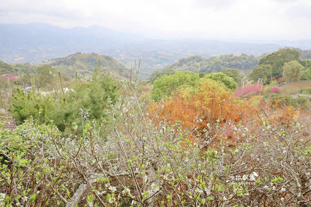 苗栗鍾鼎山林雲海景觀餐廳,人氣養生薑黃火鍋&雲海老薑蒸足浴 26 苗栗鍾鼎山林雲海景觀餐廳,人氣養生薑黃火鍋&雲海老薑蒸足浴