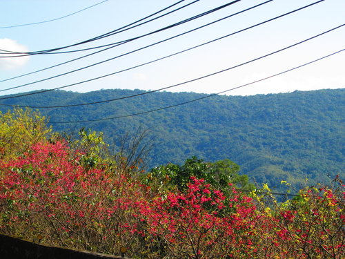 我的秘密花園&平等里賞櫻【平菁街42巷】 2 我的秘密花園&平等里賞櫻【平菁街42巷】