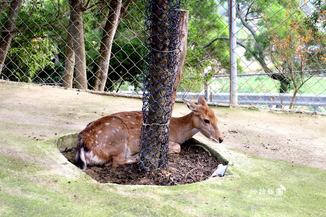 苗栗苑裡景點『綠意山莊』150元拍到翻、哈比村、粉紅城堡、露營、小木屋 64 苗栗苑裡景點『綠意山莊』150元拍到翻、哈比村、粉紅城堡、露營、小木屋