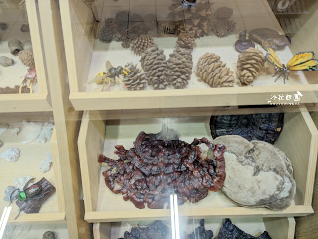 嘉義親子景點『新嘉大昆蟲館』全球唯一旋轉彩蝶柱、蝴蝶溫室花園 40 嘉義親子景點『新嘉大昆蟲館』全球唯一旋轉彩蝶柱、蝴蝶溫室花園